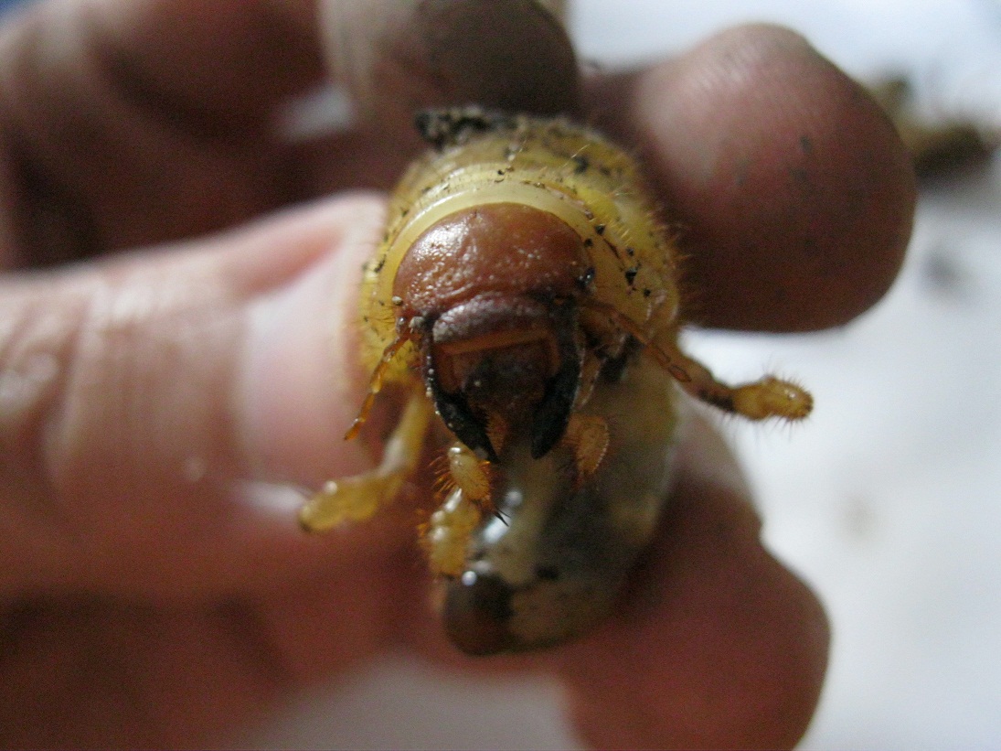 Grossa larva di Scabaeoidea